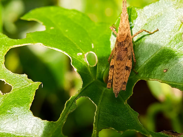 istock grasshopper on a damaged green leaf 2248846422