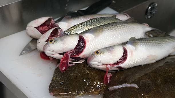 Fish raised for food and sale