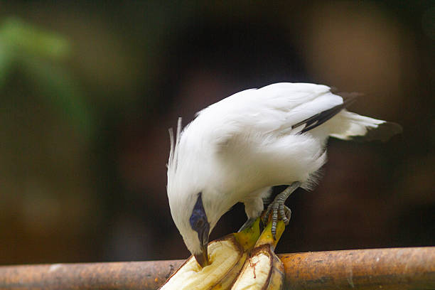 Beautiful Bali Starling (Jalak Bali) perched on a branch, endangered Indonesian bird with striking white feathers and blue eye patches.