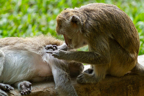A young baboon is grooming another member of his family.