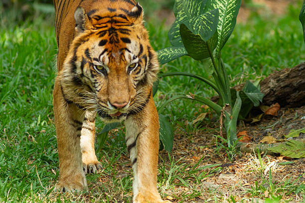 istock Sumatran tiger in its natural habitat, showcasing distinctive dark stripes, sharp features, and powerful presence, representing Indonesia’s endangered wildlife. 2248846993