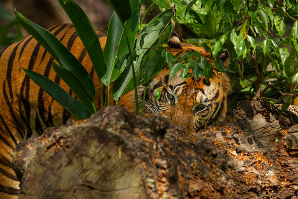 Two tiger cubs staying out of site in the long grass