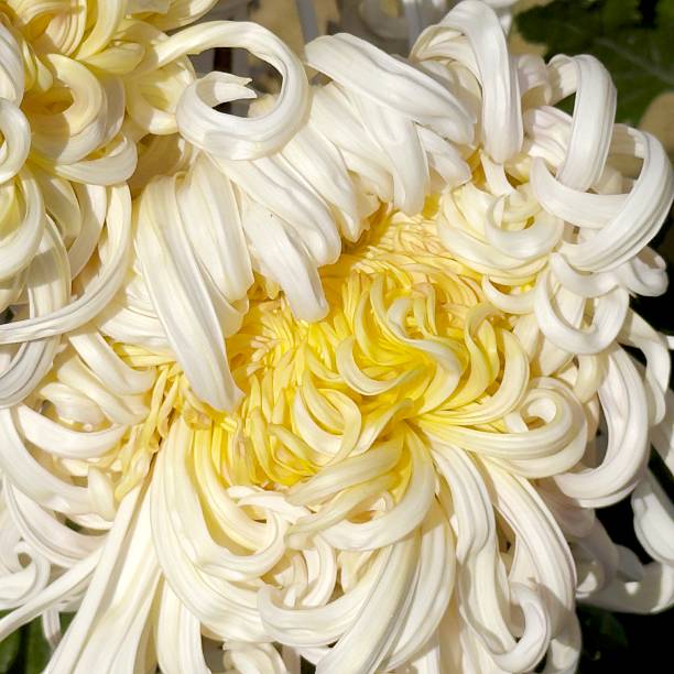 In the late autumn of 2025, in Guilin City, China, there is a chrysanthemum exhibition.Every year during this season, it is the time when chrysanthemums are in full bloom.These close-up shots of the chrysanthemums were taken with an iPhone16 pro.