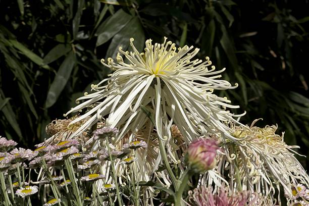 istock Close-up shot of chrysanthemums 2248847448