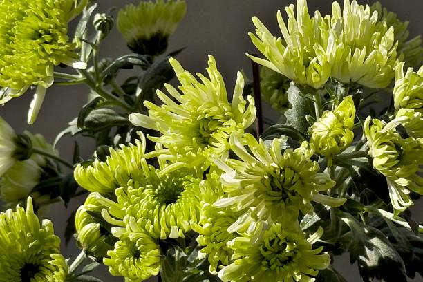 A stunning close-up photo of a bunch of yellow flowers with plenty of copy space.