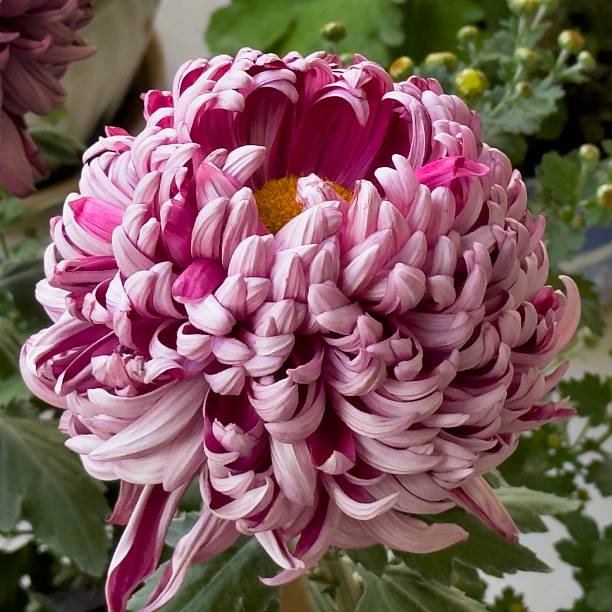 In the late autumn of 2025, in Guilin City, China, there is a chrysanthemum exhibition.Every year during this season, it is the time when chrysanthemums are in full bloom.These close-up shots of the chrysanthemums were taken with an iPhone16 pro.