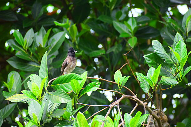 istock Sri Lankan Urban Wildlife 2248848471