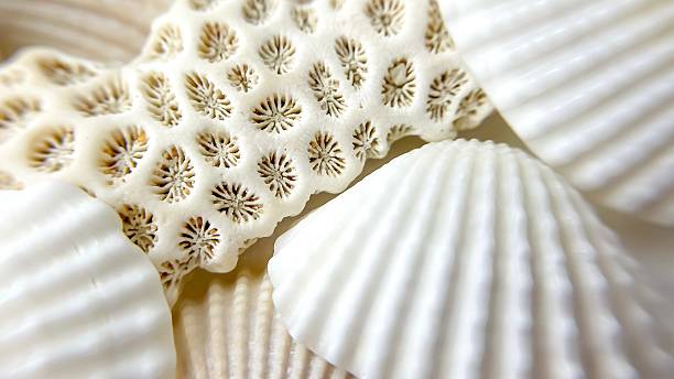 istock Natural seashells and coral close-up 2248848670
