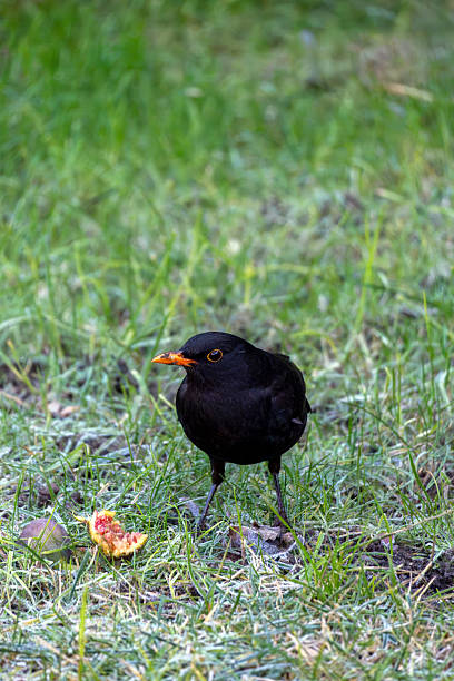 istock Blackbird foraging on grass with a piece of fruit in a garden during springtime 2248849001