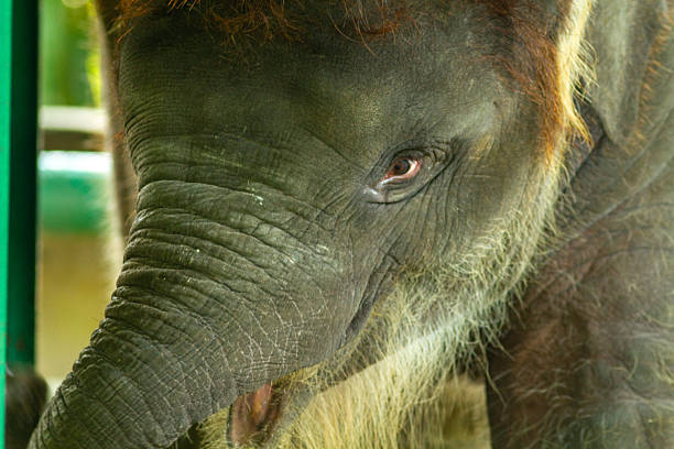 A young African Elephant. Taken in Samburu, Kenya