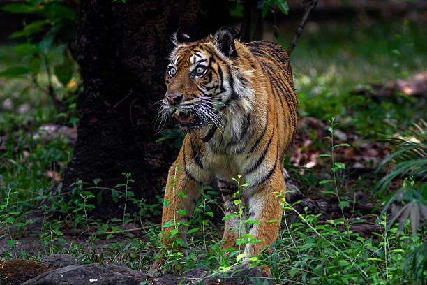 istock Sumatran tiger in its natural habitat, showcasing distinctive dark stripes, sharp features, and powerful presence, representing Indonesia’s endangered wildlife. 2248849332