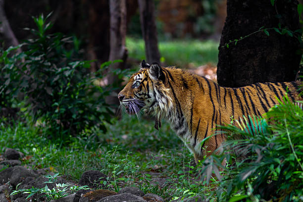 istock Sumatran tiger in its natural habitat, showcasing distinctive dark stripes, sharp features, and powerful presence, representing Indonesia’s endangered wildlife. 2248849367