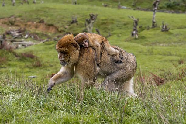 Barbary macaque, Macaca sylvanus, sitting on the rock, Gibraltar, Spain. Wildlife scene from nature. Cold winter with monkey. Animal sitting on the tree trunk. Rock monkey, sunny day.