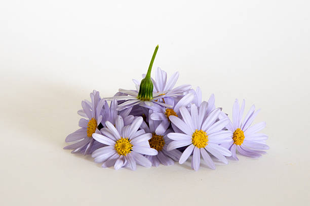 Purple daisy flower heads piled up with one head upside down sitting on top
