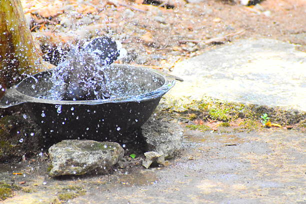 A red male House Finch on a birdbath in a flower garden.