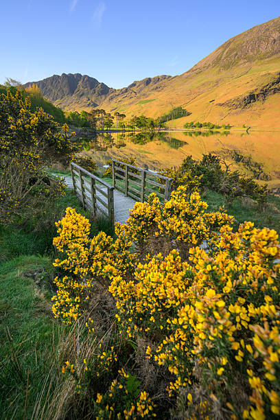 Blooming yellow gorse with wooden footbridge looking out to a scenic view of Buttermere on a calm spring morning. Lake District, UK.