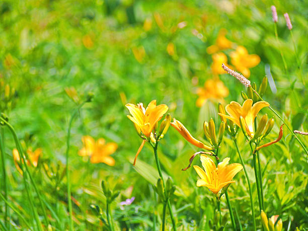 Kirigamine : Daylily flower garden
