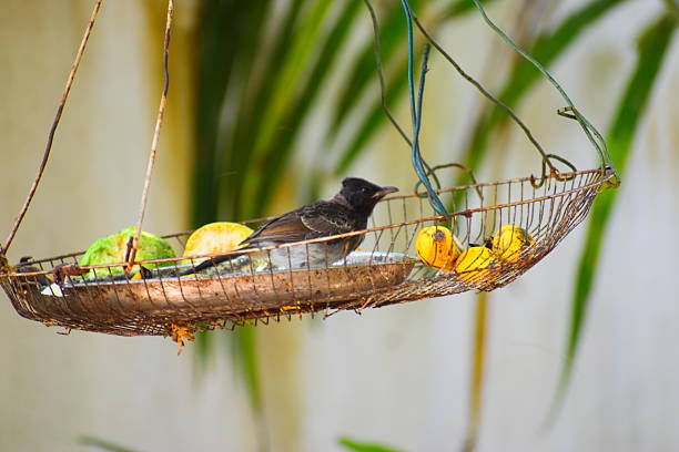 istock Sri Lankan Urban Wildlife 2248853585