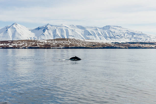 Whale watching off the coast of Iceland