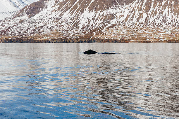 istock Whale watching off the coast of Iceland 2248854262