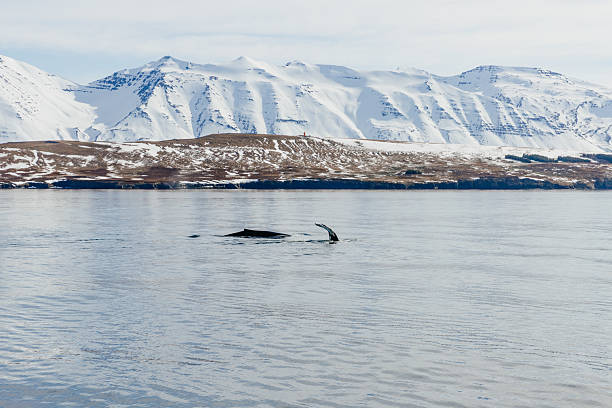Whale watching off the coast of Iceland