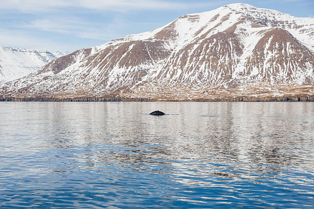 istock Whale watching off the coast of Iceland 2248854307