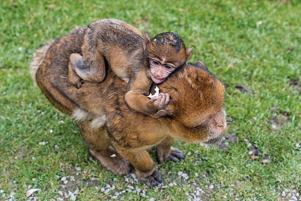 Monkeys - a baby monkey on mommys back