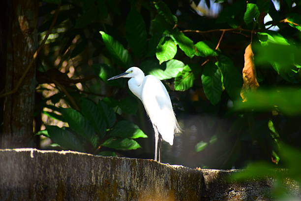 istock Sri Lankan Urban Wildlife 2248854755