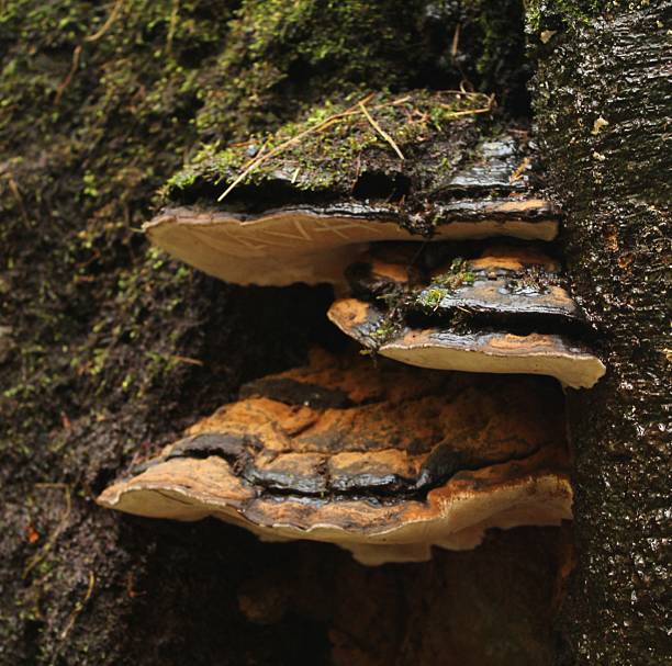 istock Fungi - mushroom - natural environment 2248854763