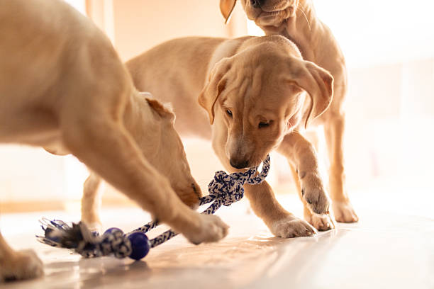 Puppies in the living room, playing together and bonding.