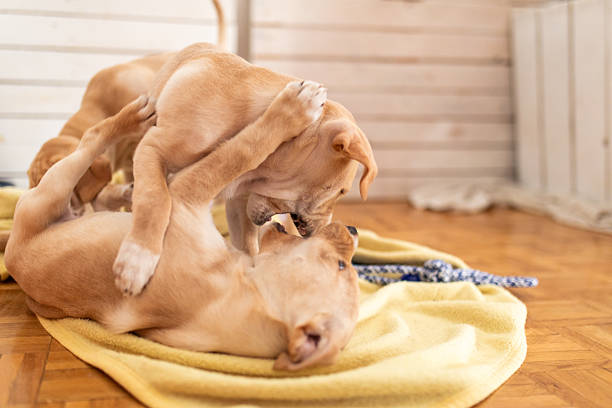 Puppies in the living room, playing together and bonding.