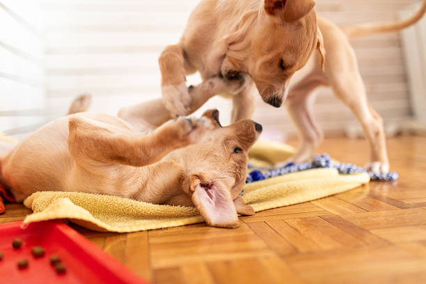 Puppies in the living room, playing together and bonding.