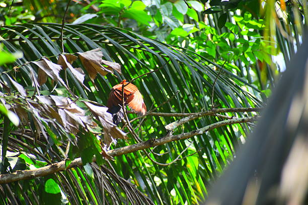 random clicks from a Sri Lankan garden showcasing natural greenery, tropical plants, flowers, leaves, and outdoor textures. Captures the peaceful atmosphere, vibrant nature, and organic details found in a home garden environment. Ideal for themes of tropical landscapes, biodiversity, calmness, and natural beauty.