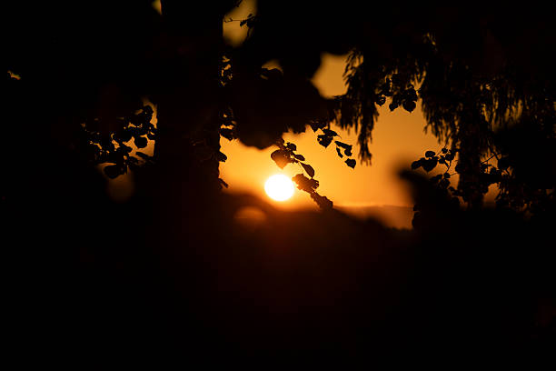 A beautiful parkland scenery basking in a golden summer sunrise light. Trees growing in a park in Latvia, Europe.