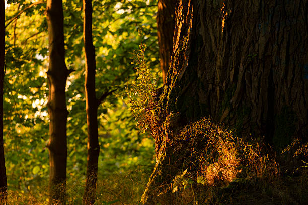 A magical summer dawn unfolds as golden sunrays slice through the soft morning fog in a dense pine woodland. Dusty beams illuminate floating mist, casting ethereal patterns across needle-strewn paths and mossy trunks. This serene moment captures the forest’s fairy-tale ambiance—where light and vapor entwine to reveal nature’s quiet mystery.