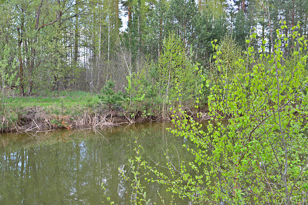 istock Tranquil Woodland Stream with Fresh Spring Growth 2248856860