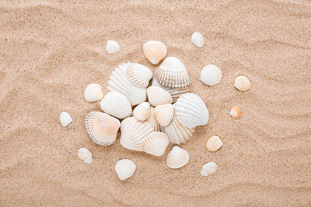 istock Different beautiful white sea shells on light brown dry sand background. Closeup. Top down view. 2248857107
