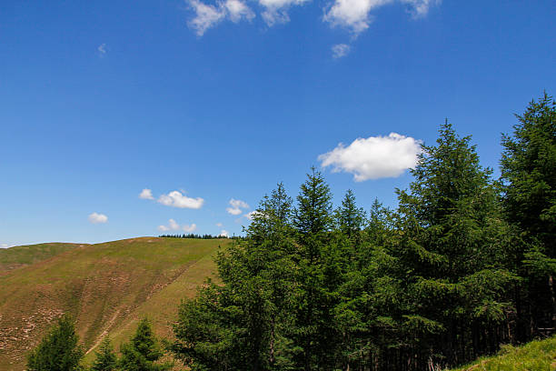 A picturesque natural scene featuring green hills, pine trees, and a clear blue sky, showcasing the beauty of the outdoors.