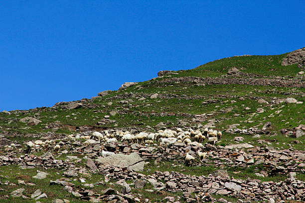 Sheep are grazing on a rocky hillside under a clear blue sky, showcasing a natural pastoral scene.