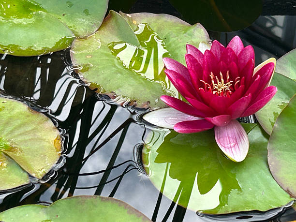 istock lotus flower with green leaves 2248857813