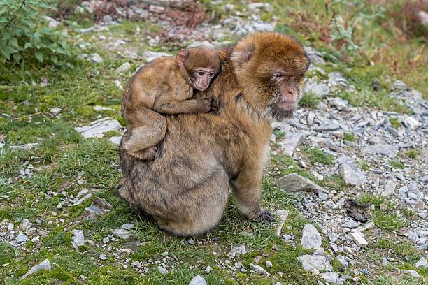 infant macaque riding on adult back while pair rests on mossy rock, mountain terrain and close contact convey protective balance and serene pause in nature