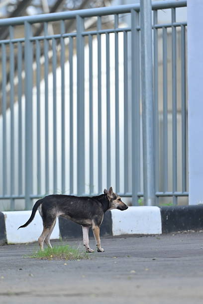 istock A black dog passing through the fence 2248858816