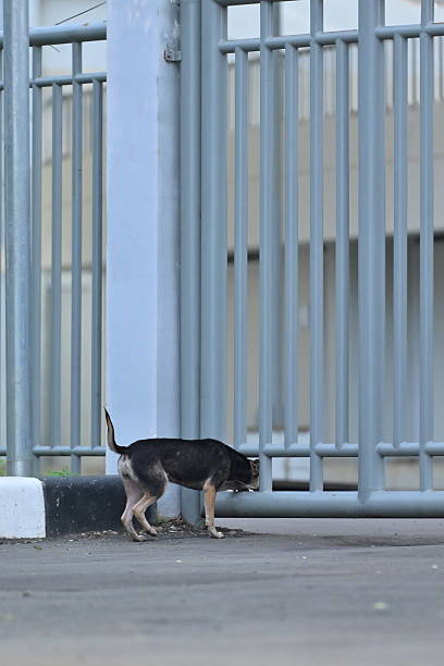 istock A black dog passing through the fence 2248858964