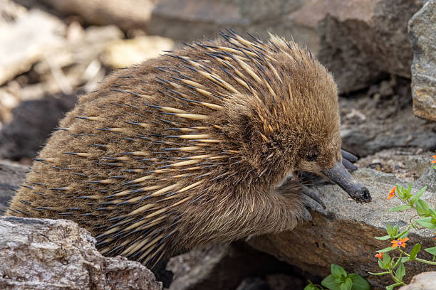 istock A short beaked echidna, Tachyglossus aculeatu, also known as the spiny anteater. This is an egg laying mammal or monotreme. 2248862863