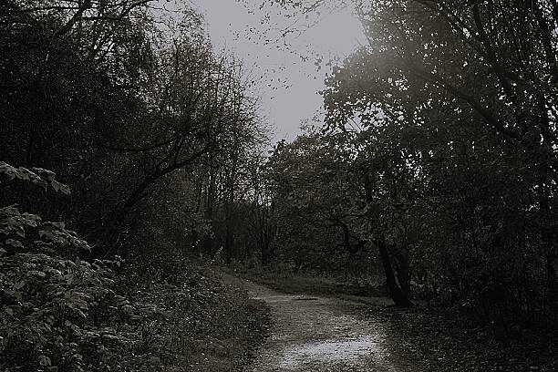 istock Autumn woodland scenery 2248863597