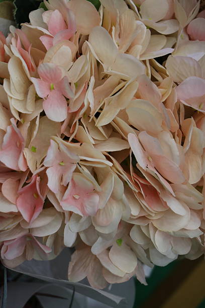 istock Fresh orange flowers for background 2248865282