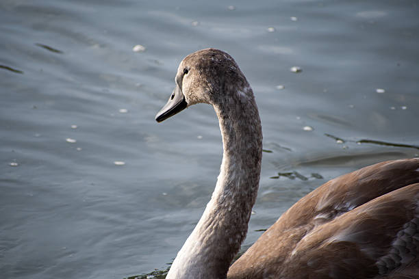 Juvenile Mute Swan paddling on the river Trent in Nottingham, UK.