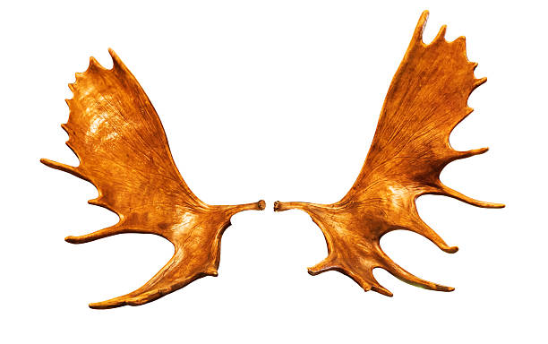 istock Golden deer antlers isolated on white background, clipping path included 2248866326