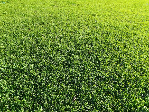 Lush green grass, closeup view. Ideal for backgrounds, textures, landscaping, freshness, and growth themes. Represents nature, springtime, and healthy environment.