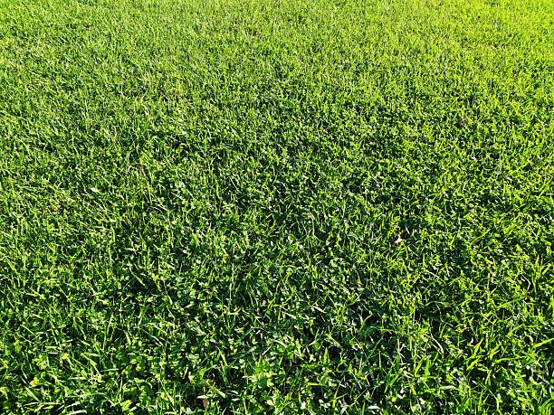 istock Lush green grass creates a vibrant textured background. Represents growth, nature, and tranquility. Ideal for environmental themes, landscaping, and outdoor recreation. 2248868427